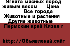 Ягнята мясных пород живым весом.  › Цена ­ 125 - Все города Животные и растения » Другие животные   . Пермский край,Кизел г.
